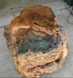 burlstump5a.jpg