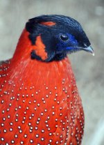 SATYR_TRAGOPAN-500.jpg