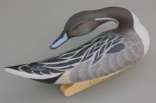 frondpintail 002 (600 x 399).jpg frondpintail 002 (600 x 399).jpg