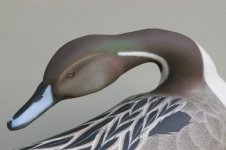 frondpintail 016 (600 x 399).jpg frondpintail 016 (600 x 399).jpg