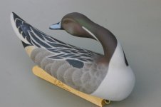 frondpintail 005 (600 x 399).jpg frondpintail 005 (600 x 399).jpg