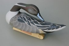frondpintail 007 (600 x 399).jpg frondpintail 007 (600 x 399).jpg