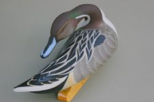 frondpintail 015 (600 x 399).jpg frondpintail 015 (600 x 399).jpg