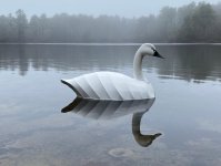 Swan B floating 2.jpg