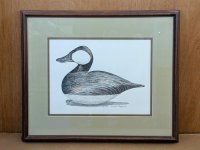 Dudley Ruddy Duck decoy watercolor 1.jpg