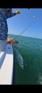tarpon2.jpeg tarpon2.jpeg
