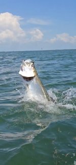tarpon3.jpeg