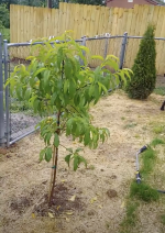 Peach Tree.png