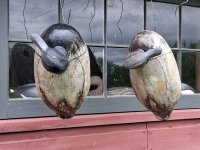 sm o Model Canada Bluebill Pair - hanging to dry CLOSER.jpg