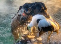 pearl eider1.jpg