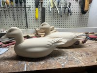 Pintail 3.jpg