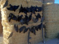 IMG_0068.jpeg