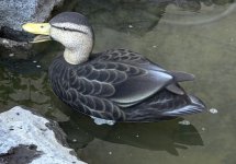 IMG_4994.jpg