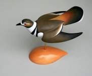 sm WS Killdeer 2014 - Dill.jpg
