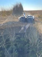 IMG_1456.jpeg