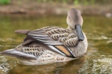 New_Pintails-29.jpg.jpeg