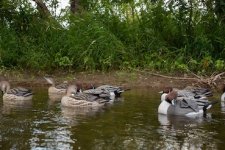 New_Pintails-46.jpg.jpeg