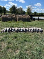 IMG_7335.jpeg