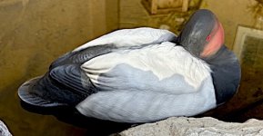 IMG_5244.jpg