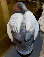 IMG_5245.jpg