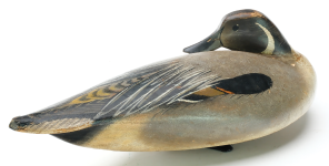 Pintail 2.png