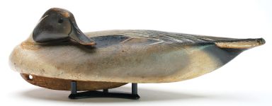 Pintail.png