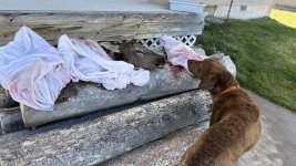 1762536062872.jpeg 1762536062872.jpeg