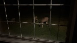 1762537861295.jpeg 1762537861295.jpeg