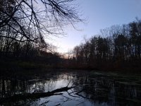 Home Pond and dike.jpg