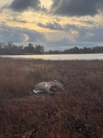 IMG_1537.jpeg IMG_1537.jpeg