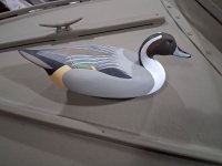 4 sm Wildfowler Pintail - Tierney - DONE on foredeck.jpg