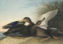 Audubon Black Duck with TEXT.webp
