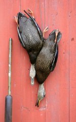 sm Father and Son - Model 50.jpg