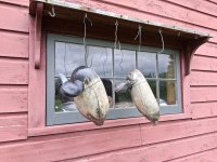 sm Model Canada Bluebill Pair - hanging to dry.jpg