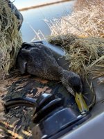 blackduck.jpg blackduck.jpg