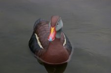 SSTree ducks 007.jpg