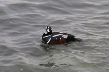 IMG_4458 cool duck again.jpeg