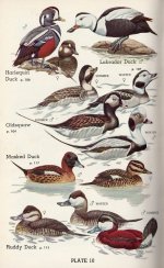 Harlequin - Plate 10 sm.jpg