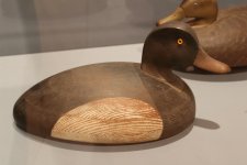 09 Barber Broadbill 04 - oblique.JPG 09 Barber Broadbill 04 - oblique.JPG