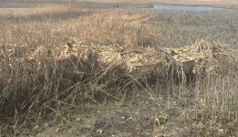 IMG_5596.jpeg IMG_5596.jpeg