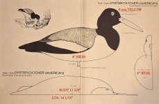 Oystercatcher FULL with TEXT.jpg