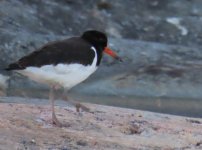 HK - Oystercatcher.JPG HK - Oystercatcher.JPG
