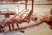 15 sm DeQ - Geese and Ducks on Scooter.jpg 15 sm DeQ - Geese and Ducks on Scooter.jpg