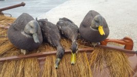 sm Nalbone - Black Duck Double on foredeck.jpg