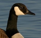 CanadaGoose Chinstrap 2.jpg