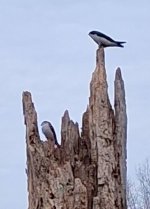 sm West Pond - 30 March 2026 - Tree Swallows.jpg