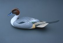 Pintail 7.jpg