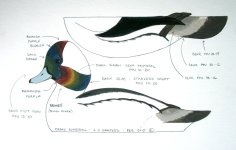 sm Bufflehead Drake - BEHR PAINTS.jpg