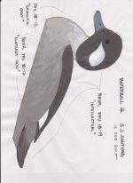 sm Bufflehead Hen  - BEHR PAINTS.jpg