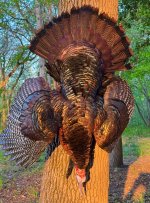 IMG_8810.jpeg
